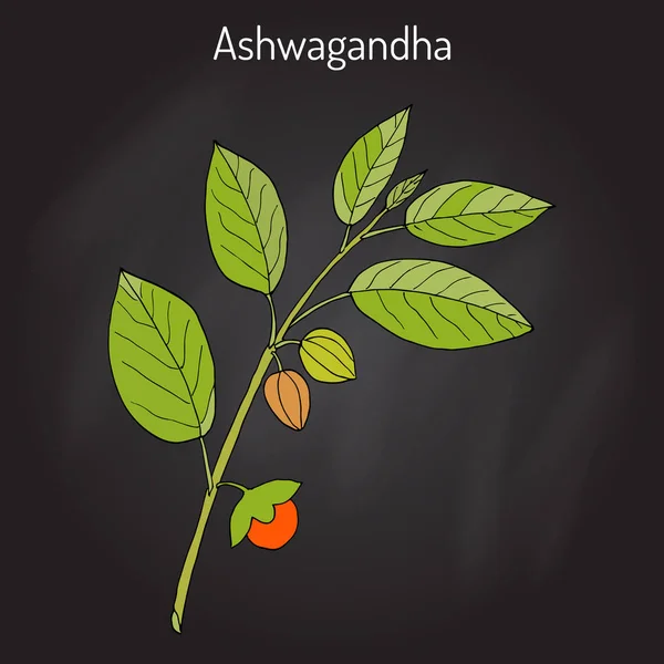 Ayurvedic βότανο Withania somnifera, γνωστό ως ashwagandha, ινδικό ginseng, δηλητήριο φραγκοστάφυλο ή κεράσι χειμώνα — Διανυσματικό Αρχείο