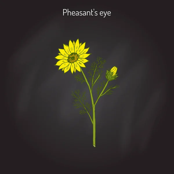 Adonis vernalis, oeil de faisan printanier, ou faux hellébore, plante médicinale — Image vectorielle