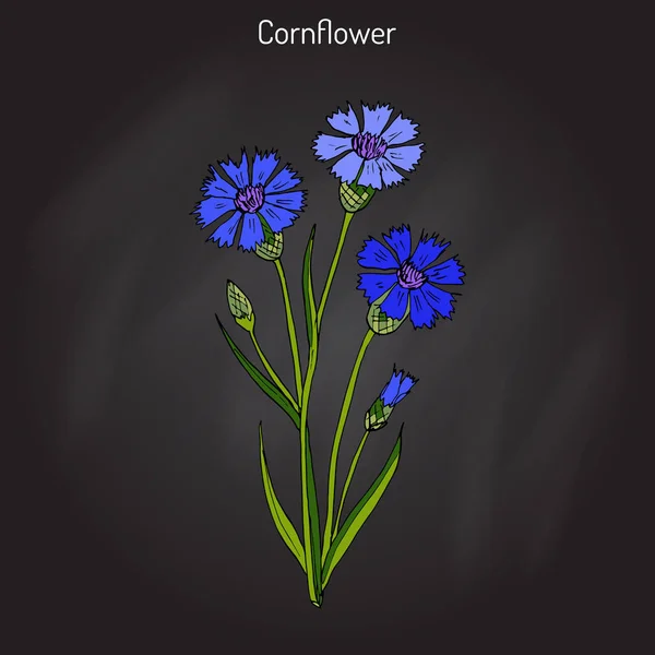 Centaurea cyanus Cornflower, planta medicinal e mel — Vetor de Stock