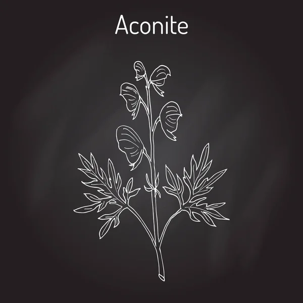 Aconite Aconitum napellus , flowering plant — Stock Vector