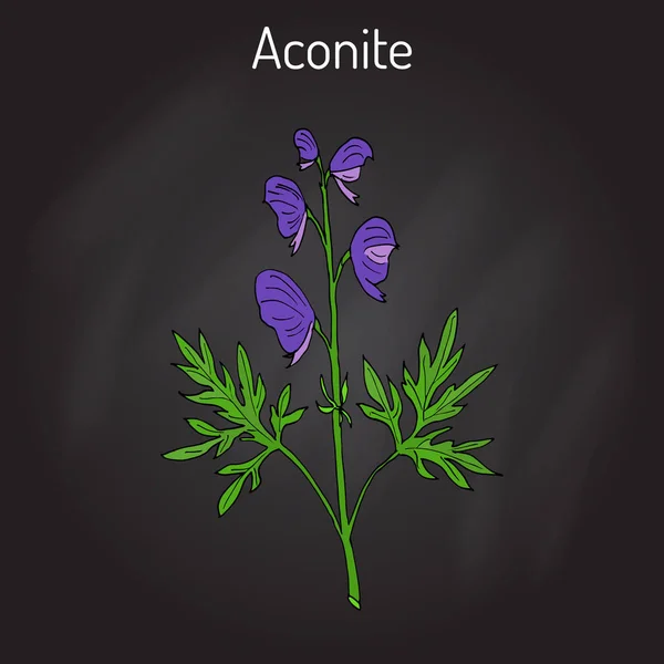 Aconite Aconitum napellus, pianta da fiore — Vettoriale Stock