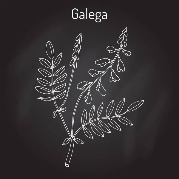 Galega Galega officinalis, kecske, s rue, francia lila, olasz fitch vagy professzor-gyom, gyógynövény. — Stock Vector