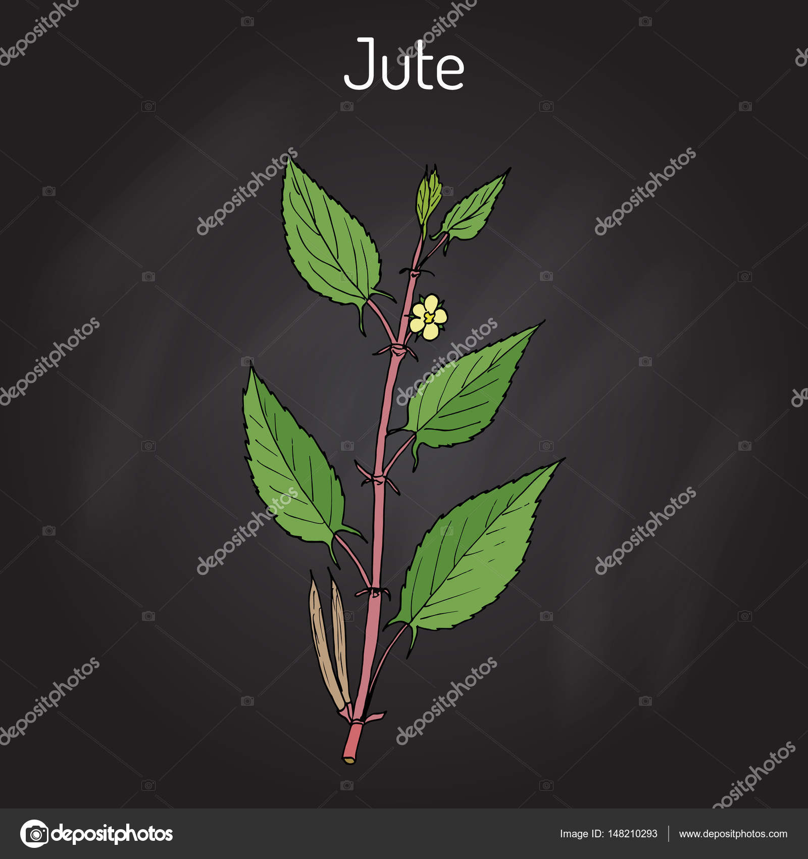 Fiber crop jute Corchorus olitorius , or Nalta-jute, tossa-jute, Jew s  mallow, West African sorrel, bush okra Stock Vector by ©Foxyliam 148210293