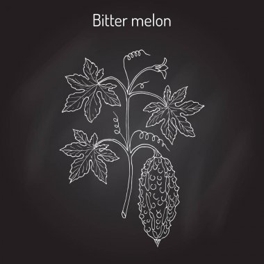 Acı kavun veya balsam-armut Momordica charantia