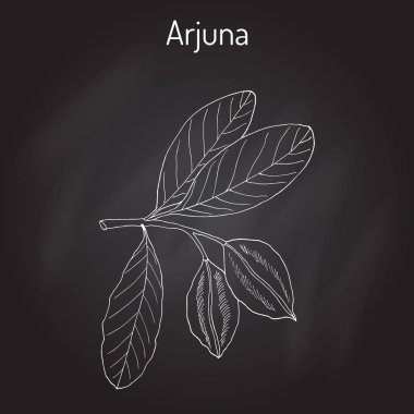 Arjuna Terminalia arjuna veya arjun ağaç, kumbuk
