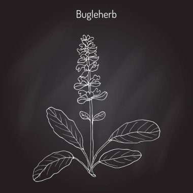 Bugleweed Ajuga reptans veya mavi boru, bugleherb, carpetweed