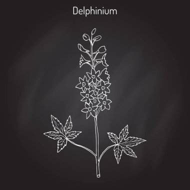 Alp delphinium Delphinium elatum veya mum larkspur - süs ve şifalı bitki