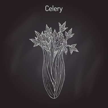 Kereviz Apium graveolens, sebze bitki