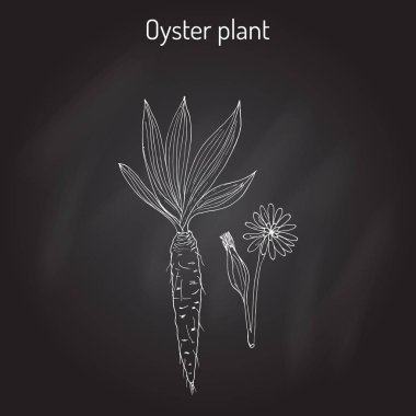 Goatsbeard Tragopogon dubius veya sarı salsify, Batı keçi s-sakal, vahşi oysterplant - Yenilebilir bitki