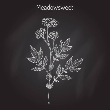 Erkeç sakalı Filipendula ulmaria, şifalı bitki