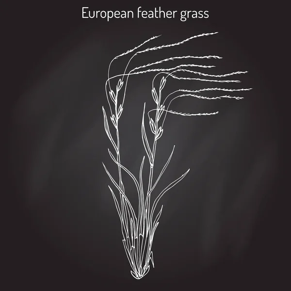 Hierba de plumas europea Stipa pennata, planta con flores — Vector de stock