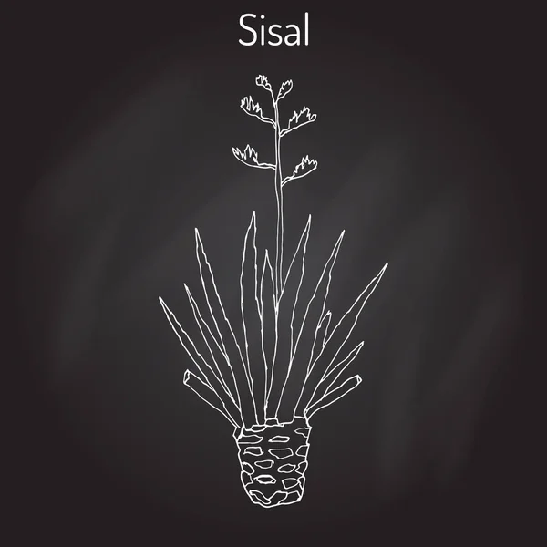 Sisal-Agave Sisalana, Faserpflanze — Stockvektor
