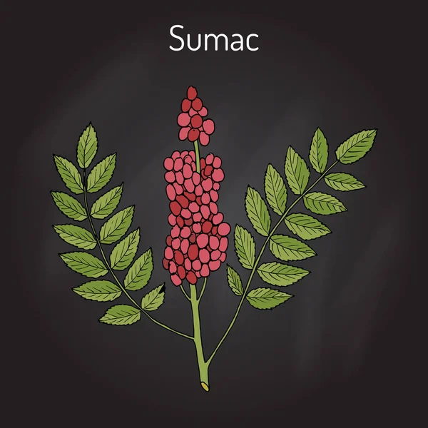 Sicilian sumac Rhus glabra branch with leaves and berries — Stock Vector