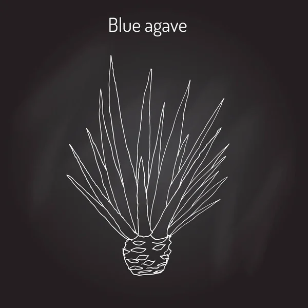 Blaue Agave Agave Tequilana. Handgezeichnet — Stockvektor