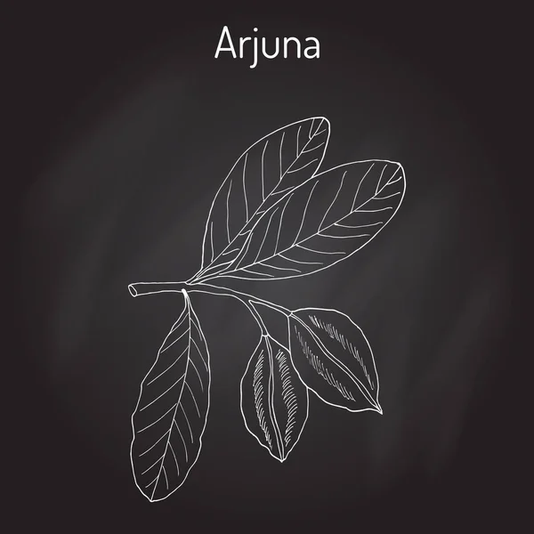 Arjuna Terminalia arjuna, ou arjun, kumbuk — Image vectorielle