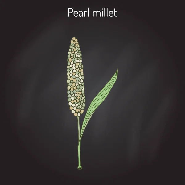 Millet perlé Pennisetum glaucum, culture céréalière — Image vectorielle