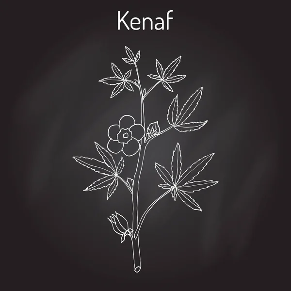 Kenaf Hibiscus cannabinus, ou Deccan chanvre, ou Java jute — Image vectorielle