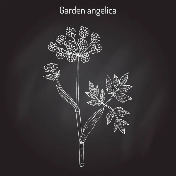 Садова ангеліка Анжеліка Архангеліка, або дика селера — стоковий вектор