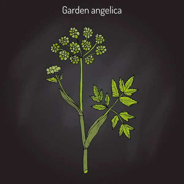 Giardino angelica Angelica archangelica, o sedano selvatico — Vettoriale Stock