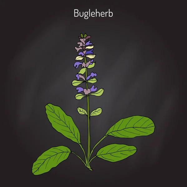 Bugleweed Ajuga reptans, o tromba blu, bugleherb, moquette — Vettoriale Stock