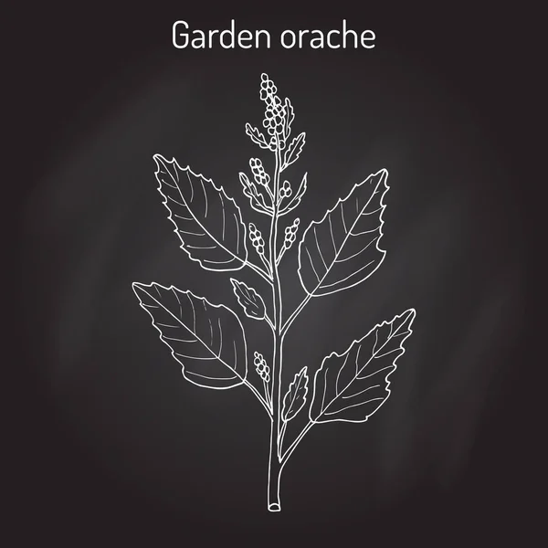 花园的 orache 四翅滨藜菖蒲或红色的 arrach，法国菠菜 — 图库矢量图片