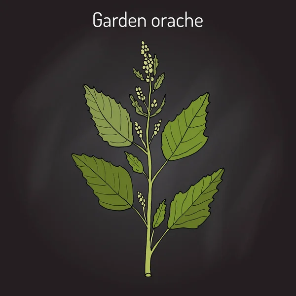 Orache de jardín Hortensis atriplex, o arrach rojo, espinacas francesas — Vector de stock
