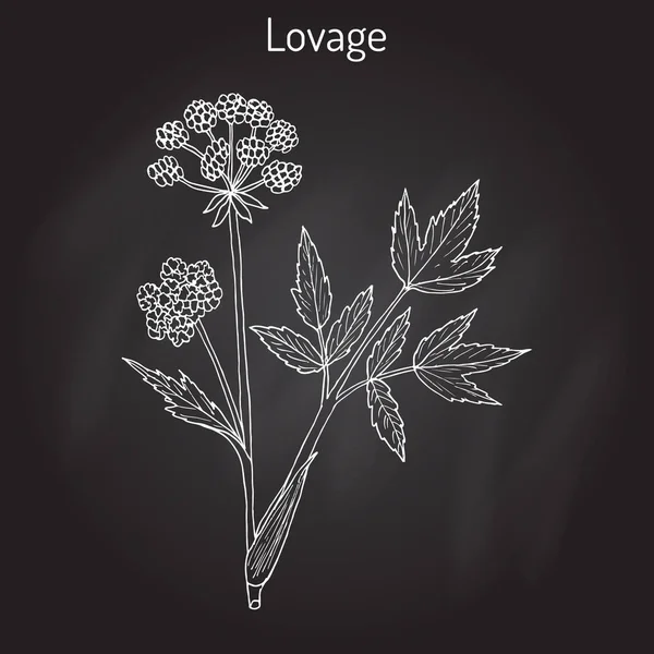 Lovage levisticum officinale, hierba culinaria y medicinal — Vector de stock