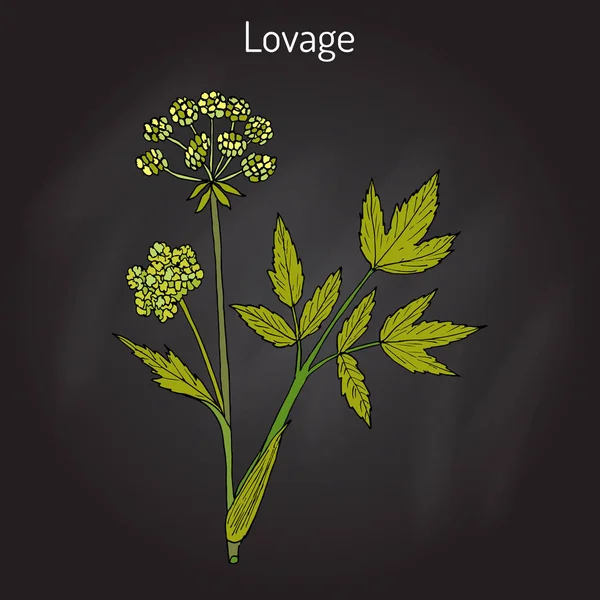Lovage levisticum officinale, hierba culinaria y medicinal — Vector de stock