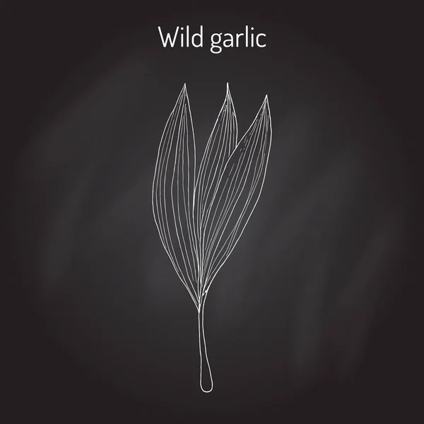 Wild leek, bear garlic Allium ursinum , or ramsons, buckrams, medicinal plant — Stock Vector