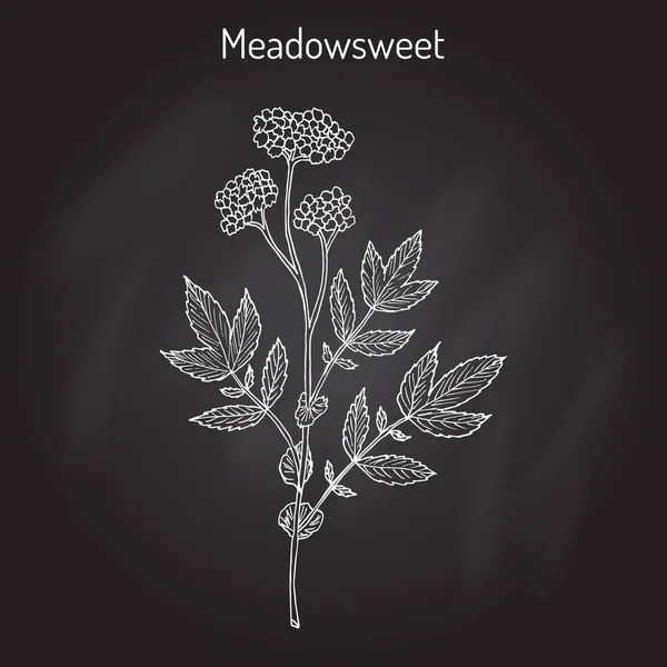 Meadowsweet Filipendula ulmaria, planta medicinal — Vector de stock