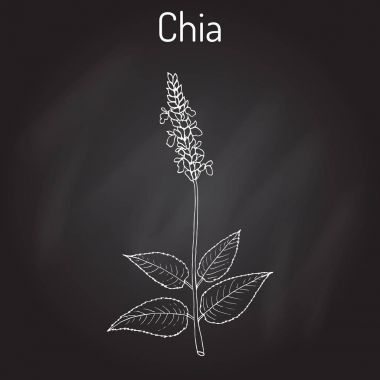 Chia Salvia hispanica sağlıklı superfood
