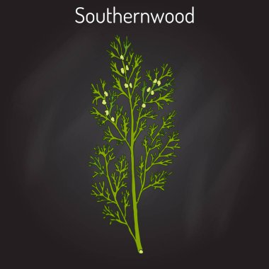 Southernwood artemisia abrotanum veya delikanlı s aşk, Güney pelin, şifalı bitki
