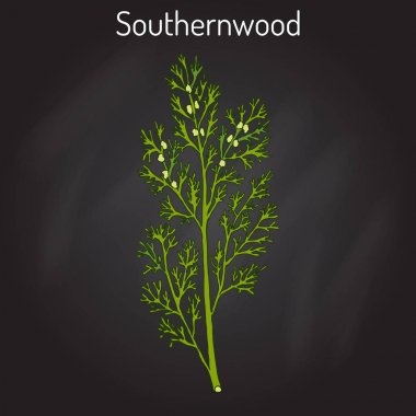 Southernwood artemisia abrotanum , or lad s love, southern wormwood, medicinal plant clipart