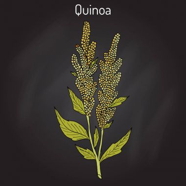 Quinoa Chenopodium quinoa superfood, sağlıklı bitki