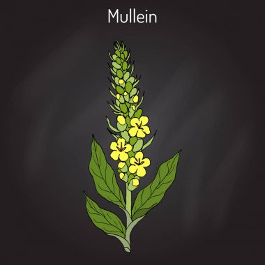 Büyük sığırkuyruğu Verbascum thapsus, şifalı bitki