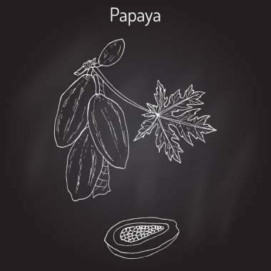 Papaya Carica papaya veya kestane, papaya, tropikal meyve ağacı