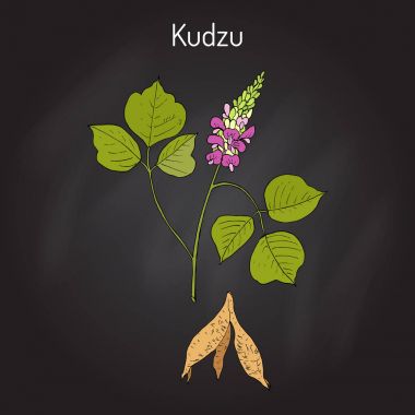 Kudzu pueraria montana, şifalı bitki