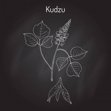 Kudzu pueraria montana, şifalı bitki