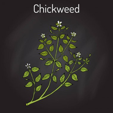 Chickweed Stellaria media or chickenwort, craches, maruns, winterweed - medicinal, culinary and honey plant clipart