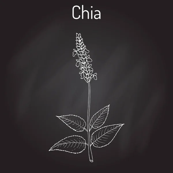 Chia Salvia hispanica superalimento saludable — Vector de stock