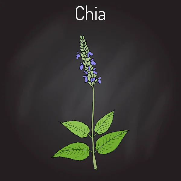 Chia Salvia hispanica superalimento saludable — Vector de stock