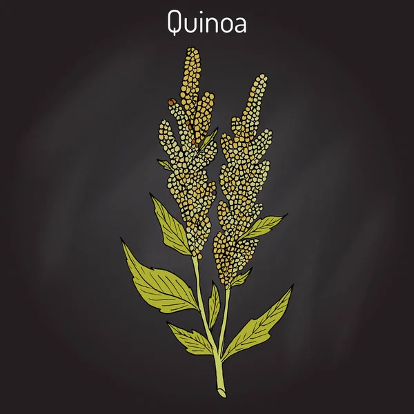 Quinoa Chenopodium quinoa superfood, pianta sana — Vettoriale Stock