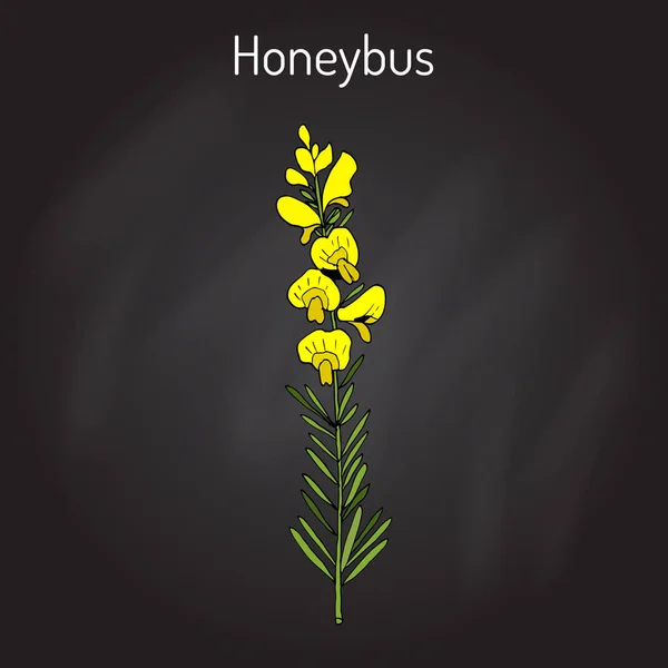 Honeybush Cyclopia intermedia veya Heuningbos, çay bitki. — Stok Vektör