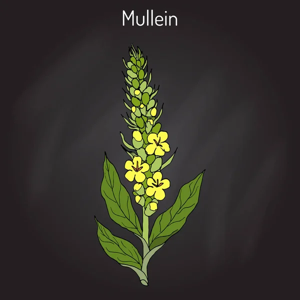 Gran muleína Verbascum thapsus, planta medicinal — Vector de stock