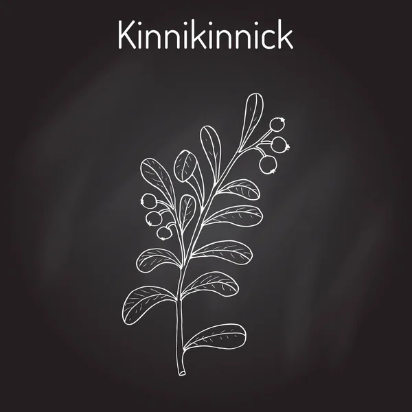 Kinnikinnick Arctostaphylos uva-ursi, ou brindille d'ours aux baies — Image vectorielle