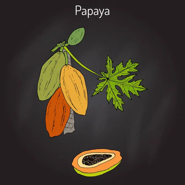 Papaya Carica papaya veya kestane, papaya, tropikal meyve ağacı
