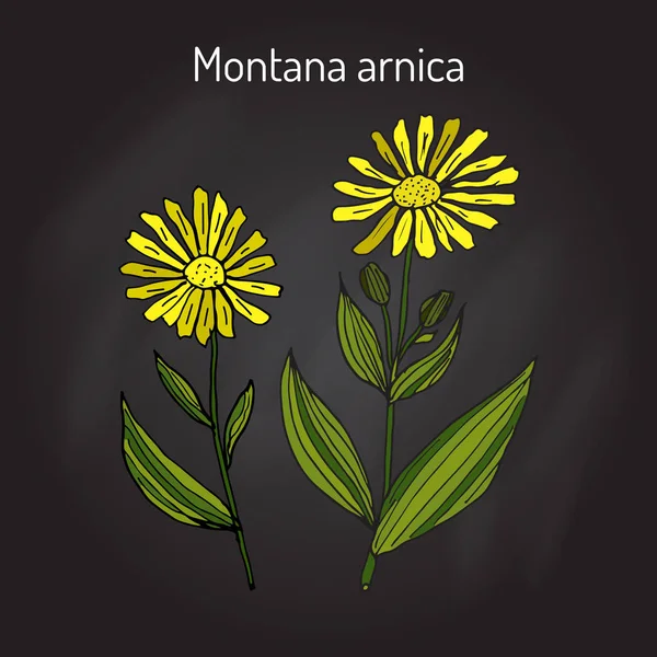 Hierba medicinal arnica montana — Vector de stock