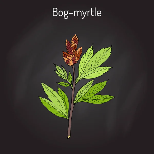 Bog-myrtle myrica gale, o sweetgale, planta medicinal — Vector de stock