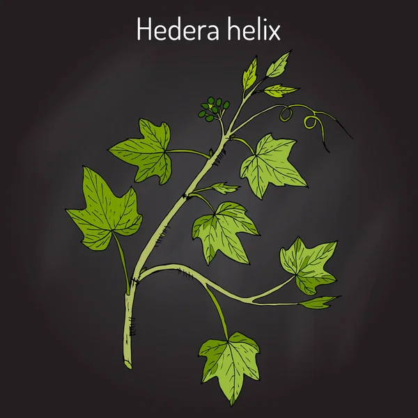 Hera inglesa Hedera helix, planta ornamental e medicinal —  Vetores de Stock