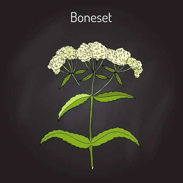 Boneset Eupatorium perfoliatum, nebo agueweed, feverwort, pocení rostlina. — Stockový vektor